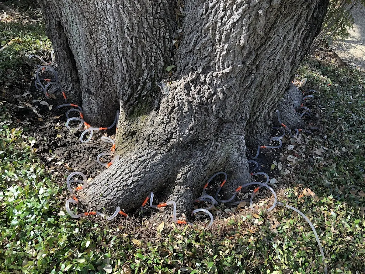 Detailed Tree Cabling and Bracing job site in Hauula